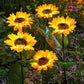 🔥Sunflower Solar Garden Stake Led Lights